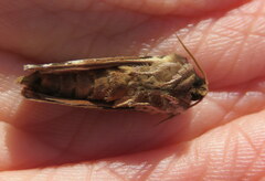 Wiseana cervinata