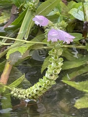 Physostegia virginiana