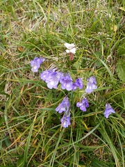 Pinguicula leptoceras