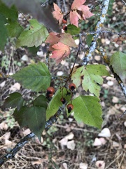 Crataegus phaenopyrum
