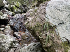 Sarcochilus ceciliae