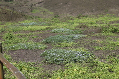 Nolana humifusa