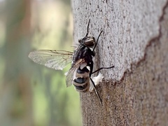 Entomophthora