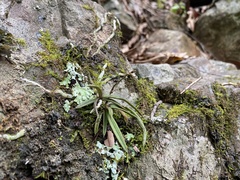 Sarcochilus ceciliae