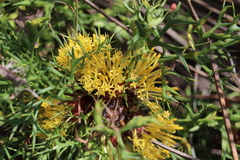 Isopogon ceratophyllus