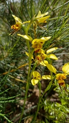 Diuris sulphurea