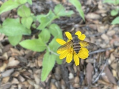 Tabanomorpha