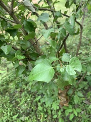 Jatropha cordata