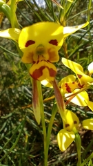 Diuris sulphurea