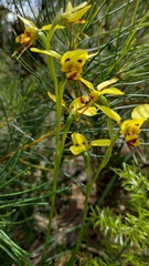 Diuris sulphurea