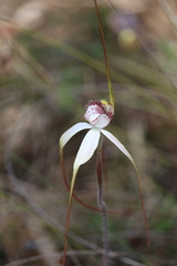 Caladenia venusta