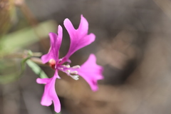 Clarkia pulchella
