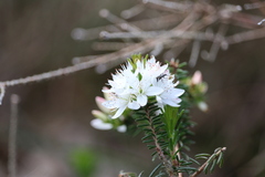 Calytrix alpestris