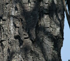 Sceloporus grammicus