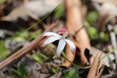 Caladenia moschata