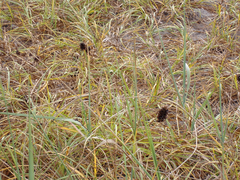 Carex macrocephala