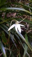 Jumellea arborescens