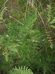 Selaginellaceae