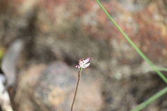 Caladenia pusilla