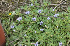 Nolana humifusa