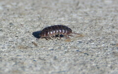 Armadillidium vulgare