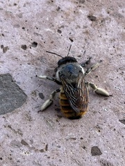 Xylocopa tabaniformis azteca