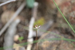 Caladenia pusilla