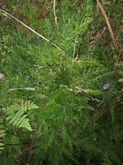 Selaginellaceae