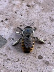 Xylocopa tabaniformis azteca