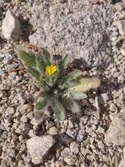 Pilosella horrida