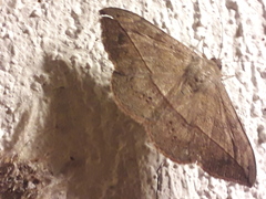 Anticarsia