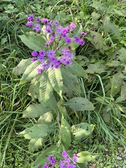 Vernonia gigantea