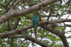 Trogon elegans