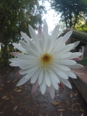 Nyctocereus serpentinus