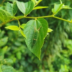 Hestina assimilis