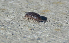 Armadillidium vulgare
