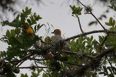 Melanerpes hoffmannii