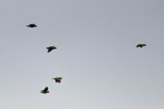 Amazona albifrons