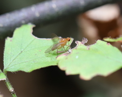Suillia laevis
