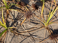 Carex macrocephala