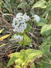 Ageratina altissima