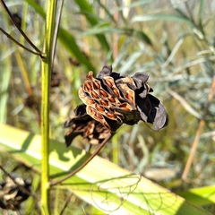 Desmanthus illinoensis