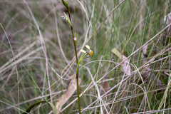 Diuris pardina