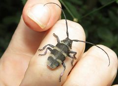 Pycnopsis brachyptera