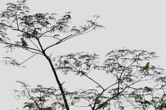 Eupsittula canicularis