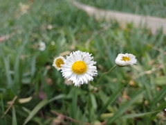 Erigeron quercifolius