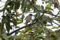 Myiarchus