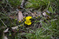 Hibbertia riparia