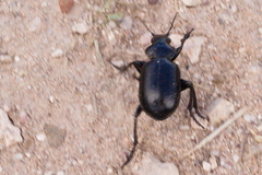 Calosoma peregrinator