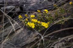 Hibbertia riparia
